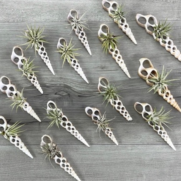 🔆AIR PLANT BUDDY🔆 WITH REAL SEA SHELL HAND MADE AND UNIQUE - Picture 2 of 9